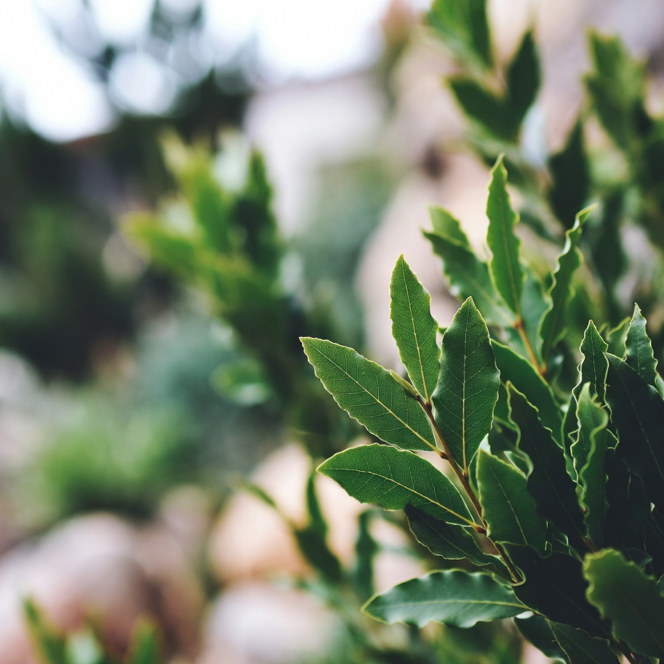 Laurier : le secret naturel pour une peau plus ferme et rajeunie après 50 ans ?