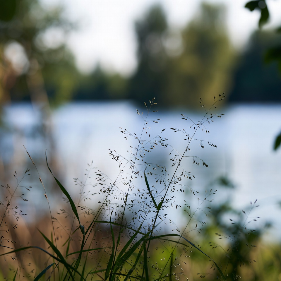 L'herbe aux oies (Eleusine indica) : l'héroïne méconnue de la santé rénale 🌿💧