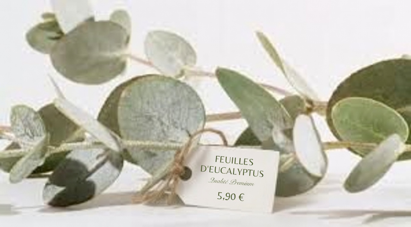 TISANE D’EUCALYPTUS - À QUOI ÇA SERT ? - BIENFAITS POUR VOTRE SANTÉ ET VOTRE BEAUTÉ