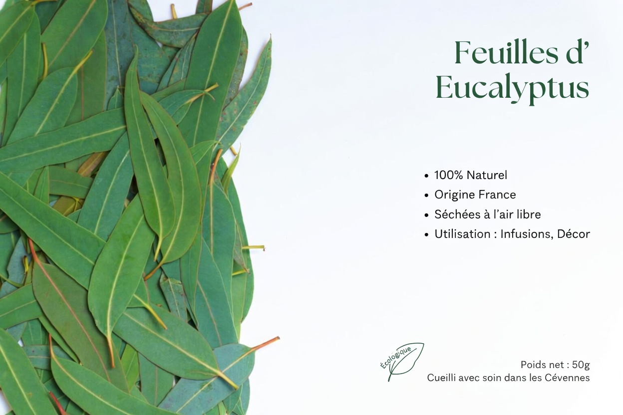 TISANE D’EUCALYPTUS - À QUOI ÇA SERT ? - BIENFAITS POUR VOTRE SANTÉ ET VOTRE BEAUTÉ