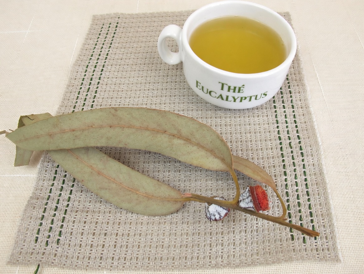 TISANE D’EUCALYPTUS - À QUOI ÇA SERT ? - BIENFAITS POUR VOTRE SANTÉ ET VOTRE BEAUTÉ
