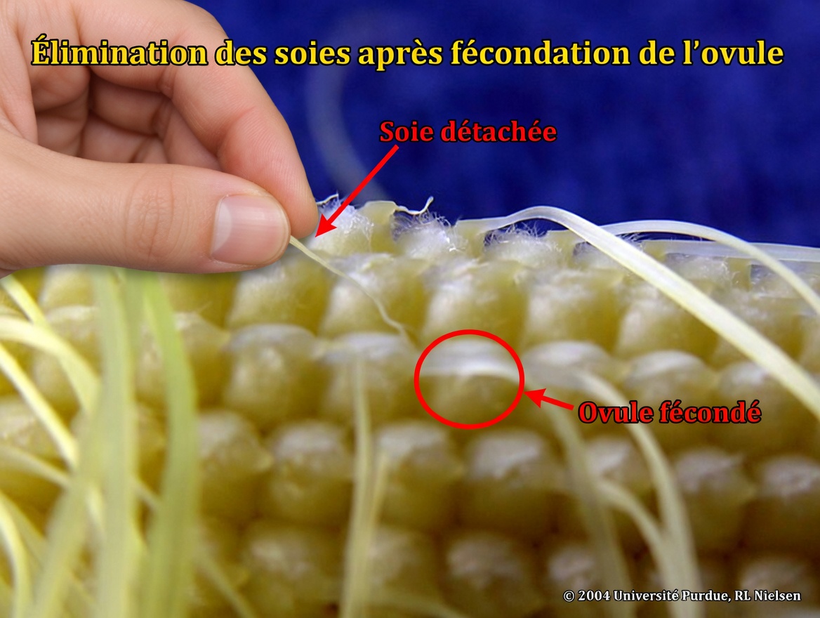 INFUSION DE SOIES DE MAÏS TOUS LES JOURS – À QUOI ÇA SERT, BIENFAITS POUR VOTRE SANTÉ ET VOTRE BEAUTÉ