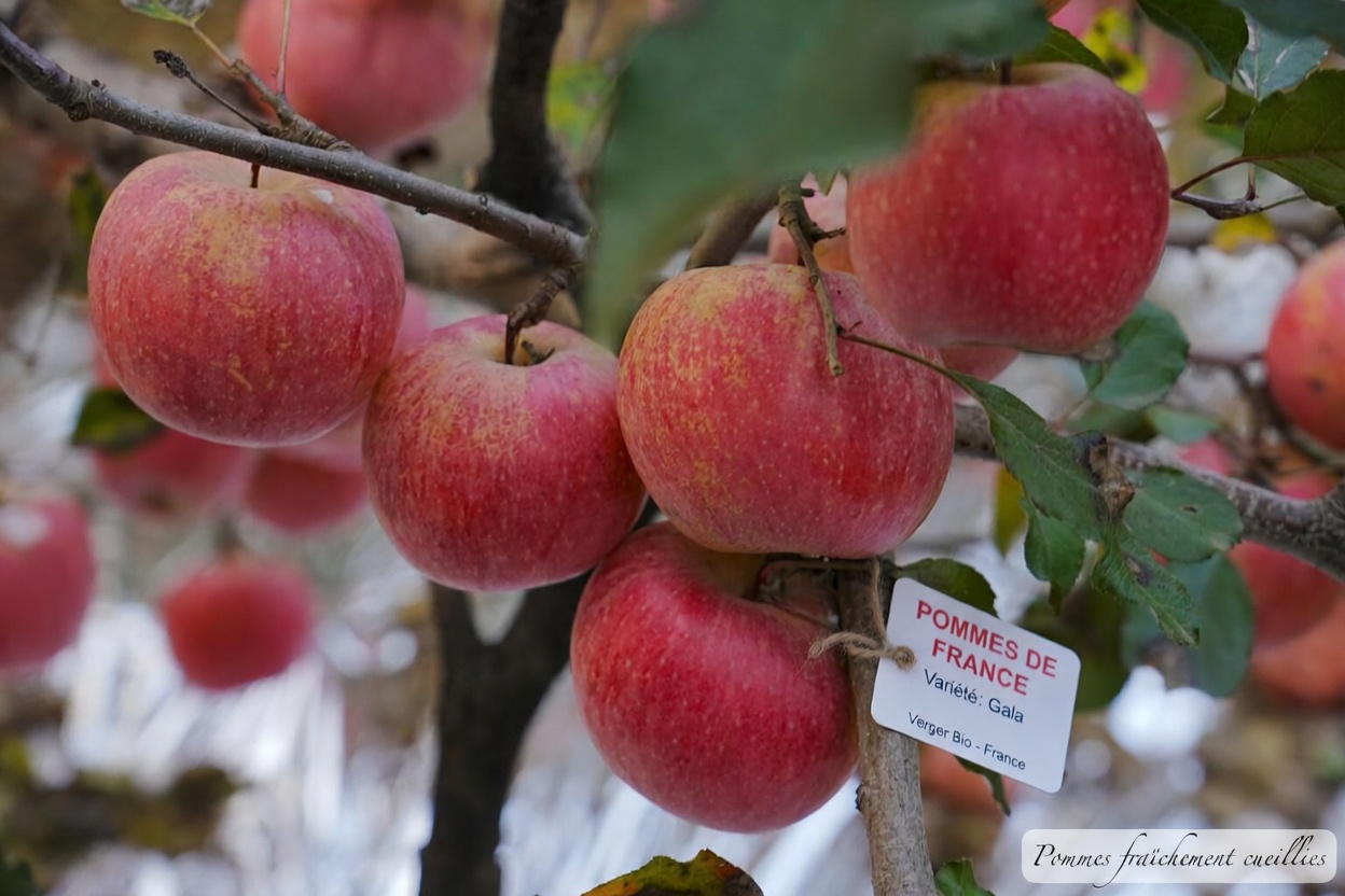 7 Fruits Nocturnes qui Protègent vos Muscles après 60 Ans (Freinez la Sarcopénie Naturellement)