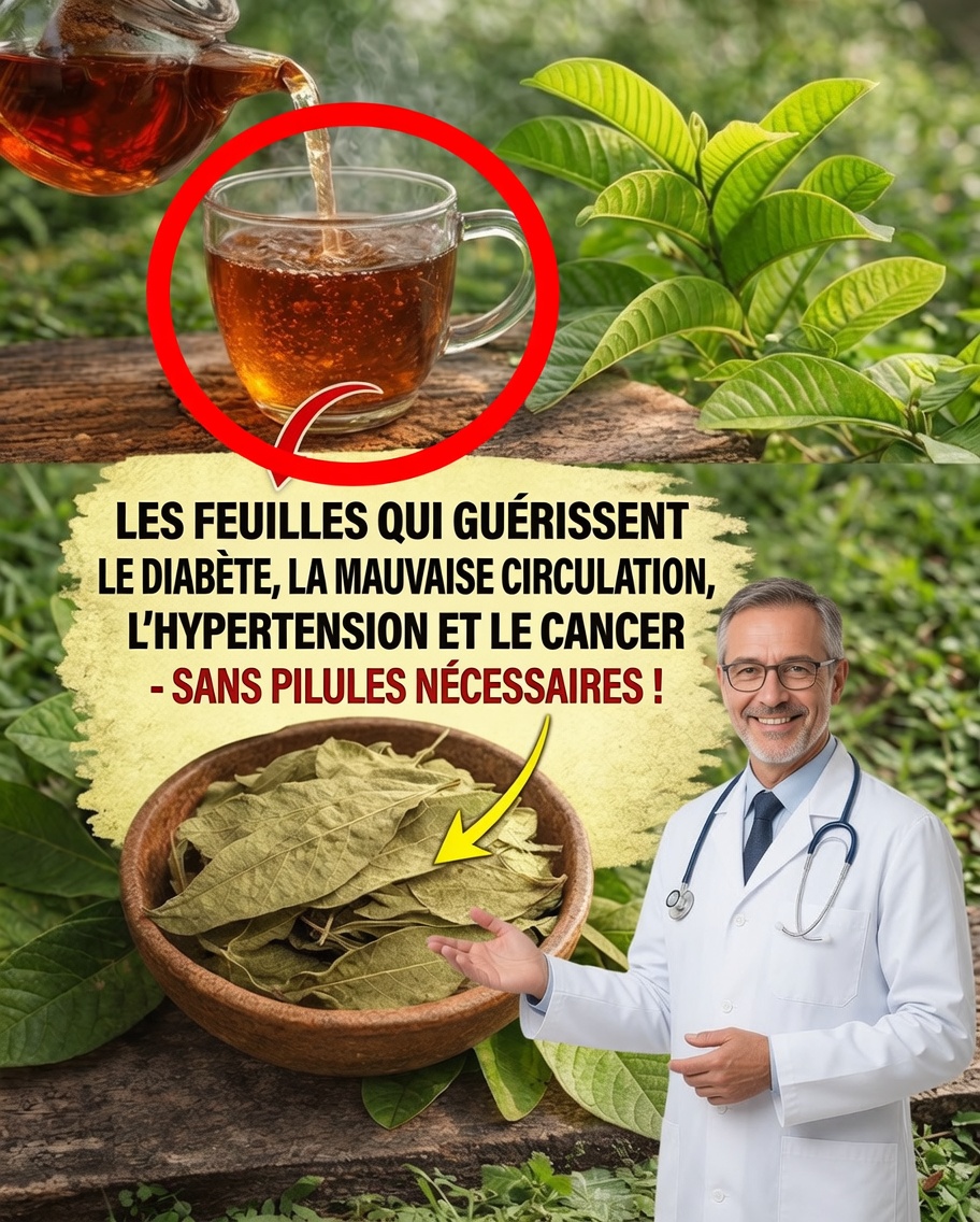 Découvrez une façon naturelle de favoriser une meilleure circulation, d’équilibrer la tension artérielle et de promouvoir le bien-être grâce aux feuilles de goyavier