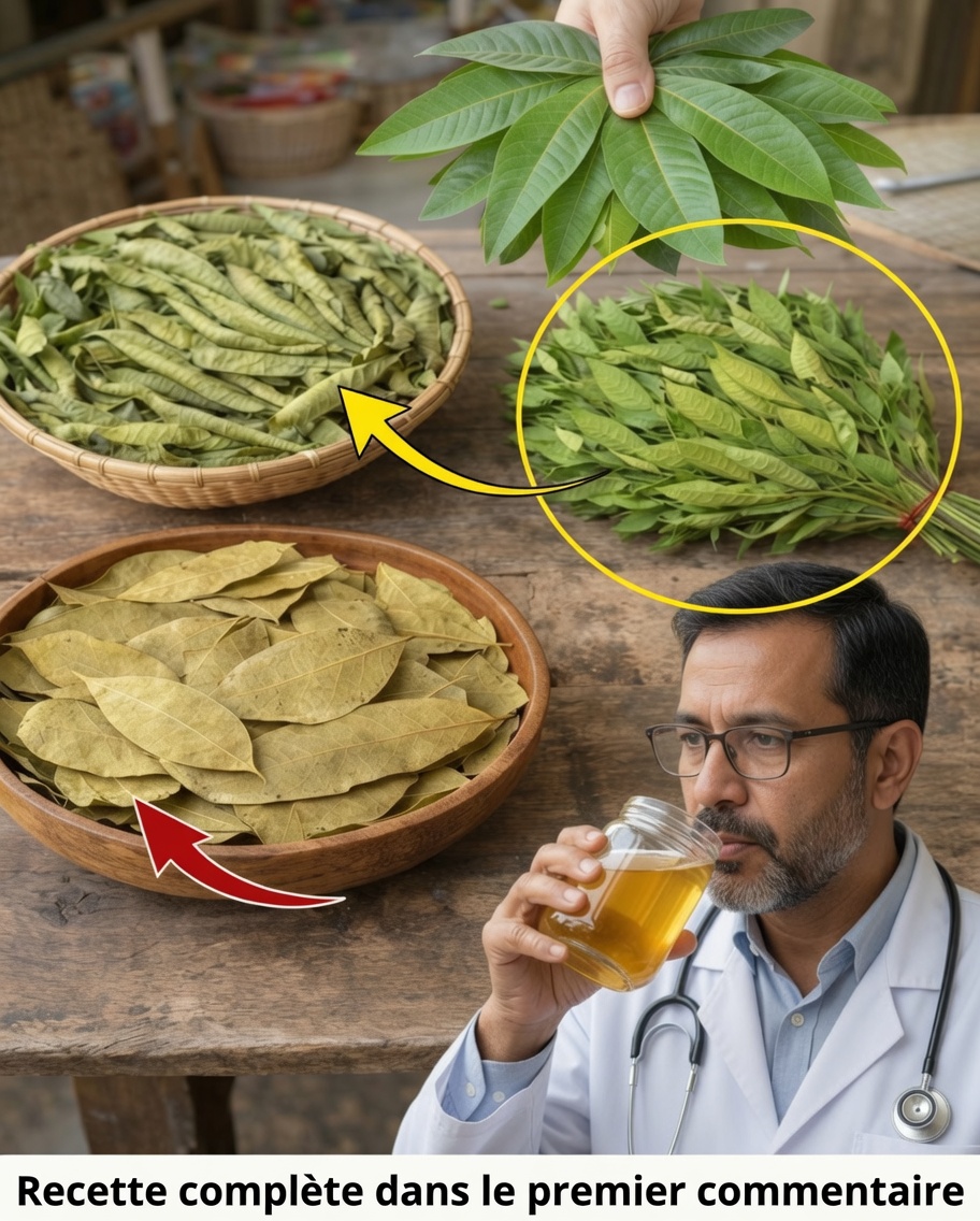 Les quatre feuilles médicinales : avocat, mangue, laurier et goyave — le cadeau de la nature pour votre bien-être