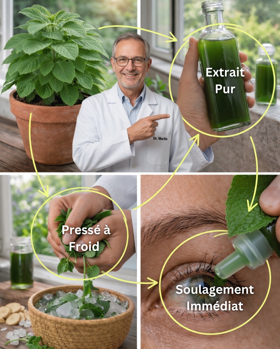 Comment intégrer des feuilles de menthe dans votre routine pour améliorer le confort oculaire et soutenir la vision