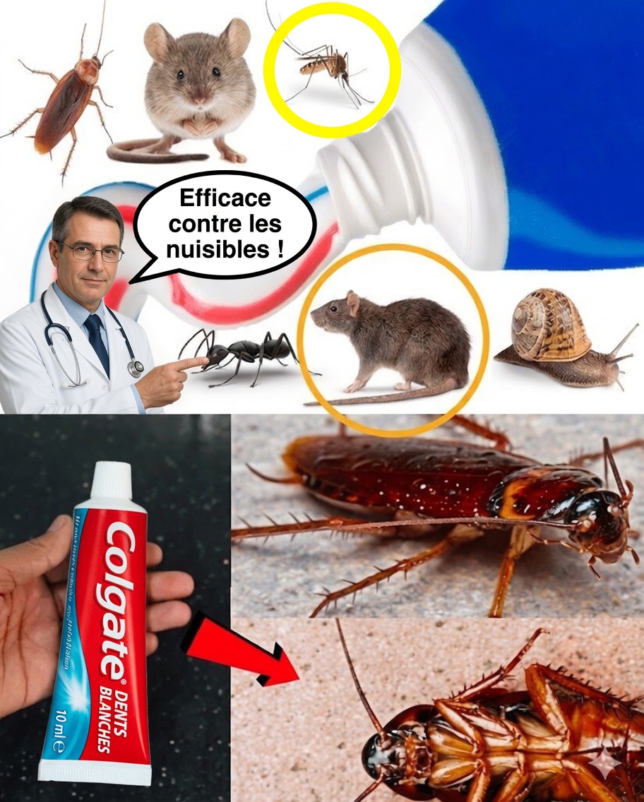 Dentifrice : l’allié surprenant contre les cafards et les fourmis
