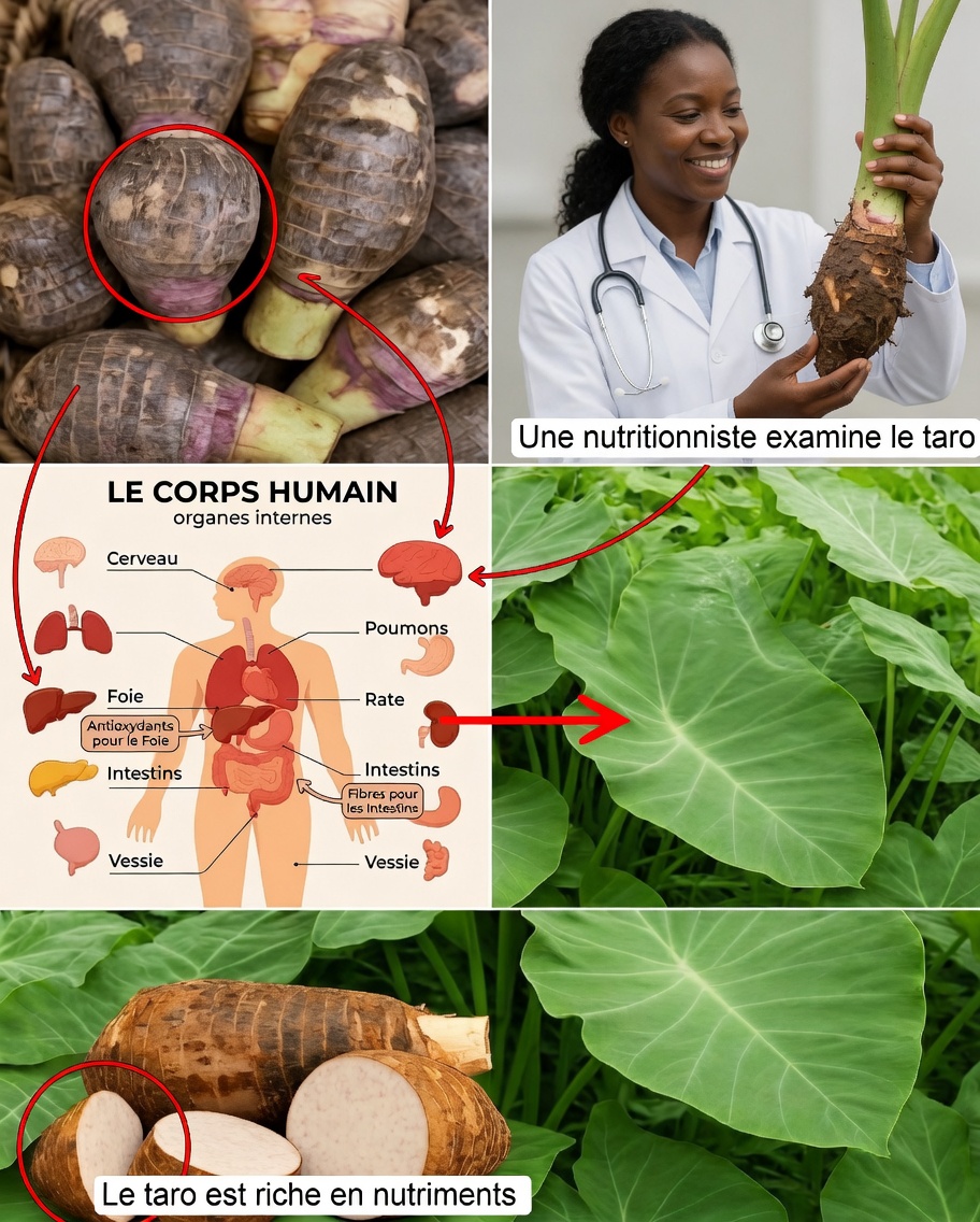Racine de taro : le pouvoir caché sous terre