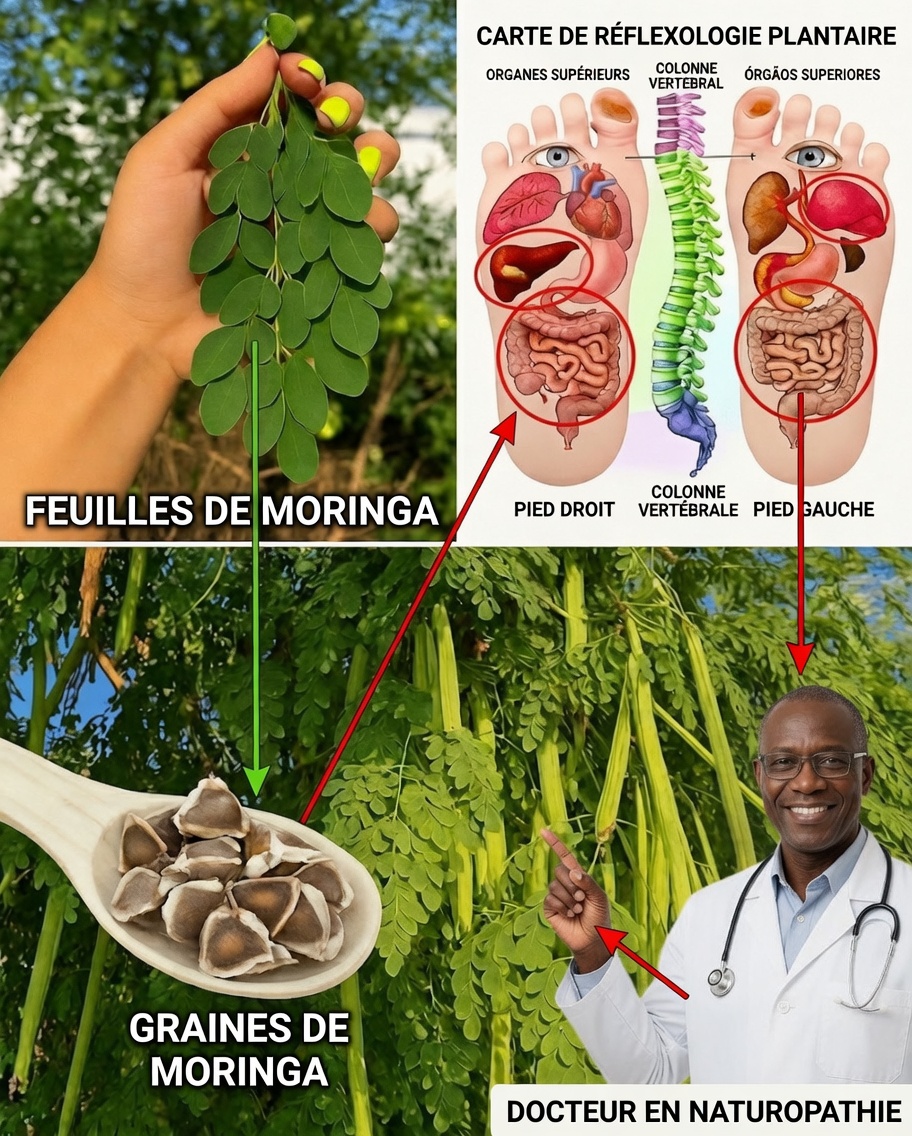 Moringa : la sagesse ancestrale rencontre le superaliment moderne