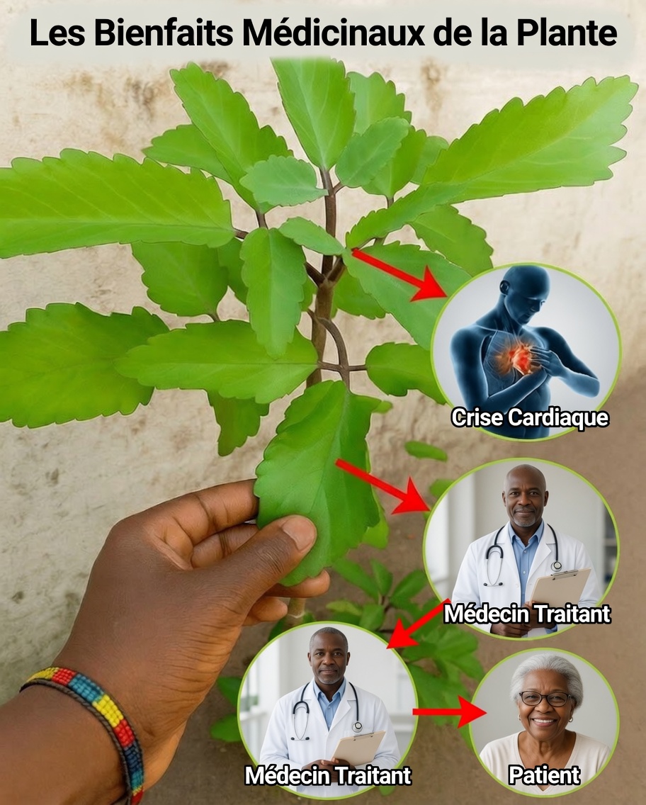 Pourquoi des générations font confiance à la Plante de la Vie et à ses étonnants bienfaits pour la santé