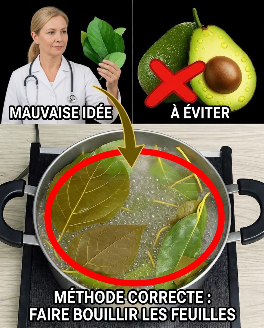 Feuilles d’avocatier révélées : le superaliment naturel que presque personne n’utilise