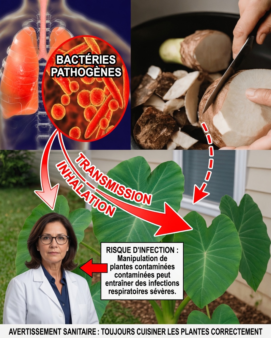 Taro dévoilé : la racine ancestrale qui pourrait transformer votre santé naturelle